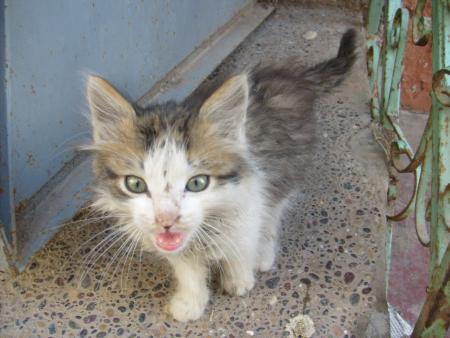 c le chatton de tiwa